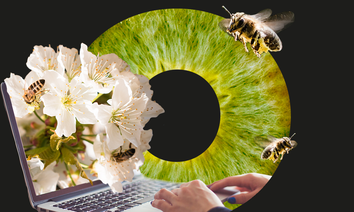 Photomontage abeilles
